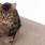 Cat's in Style