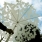 ShadyLace Parasol