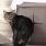 Cat's in Style