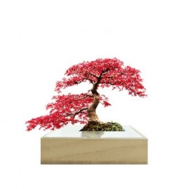 Acrylic Bonsai Mini